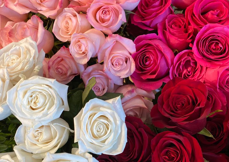 Odoo text and image block