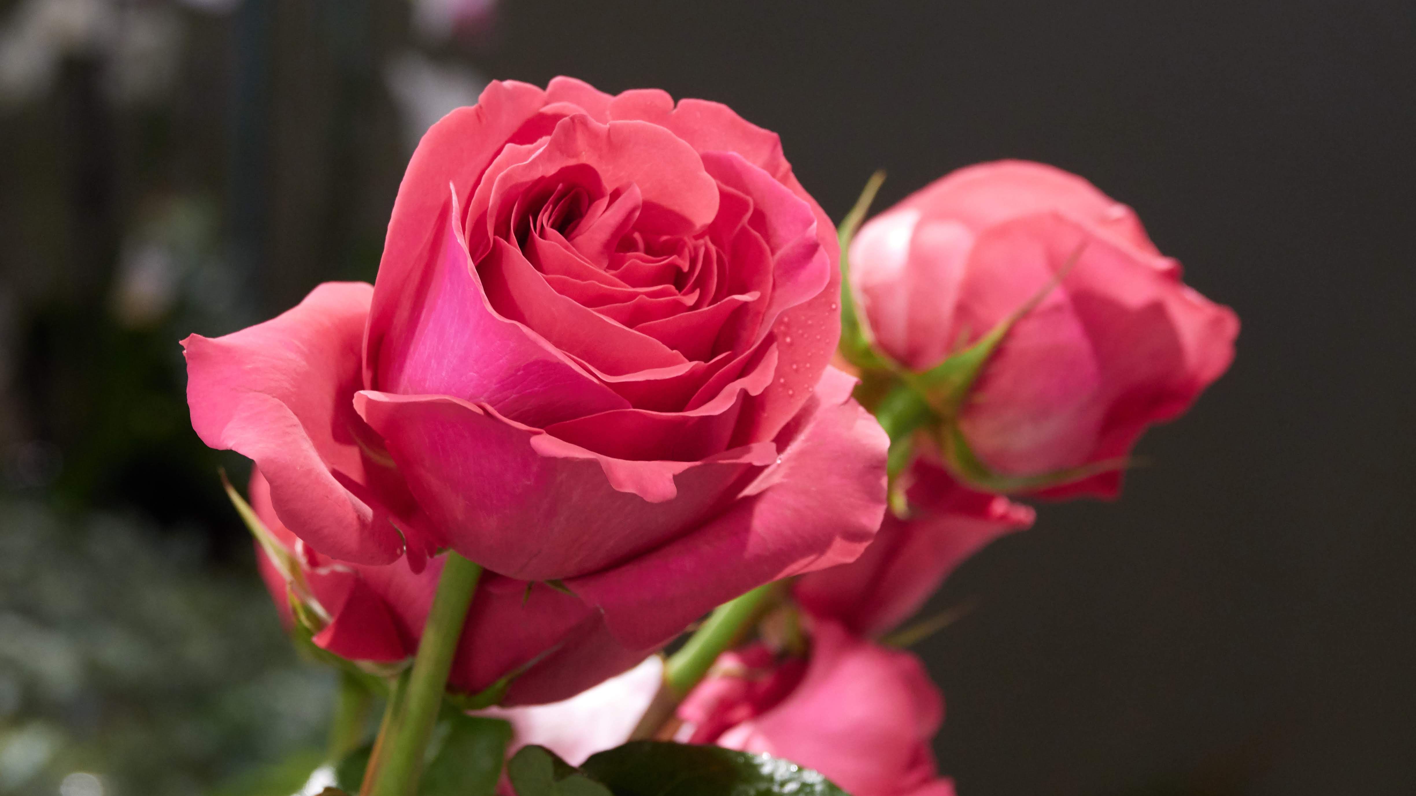 Over 10 million roses imported on Valentine's Day in 2018.