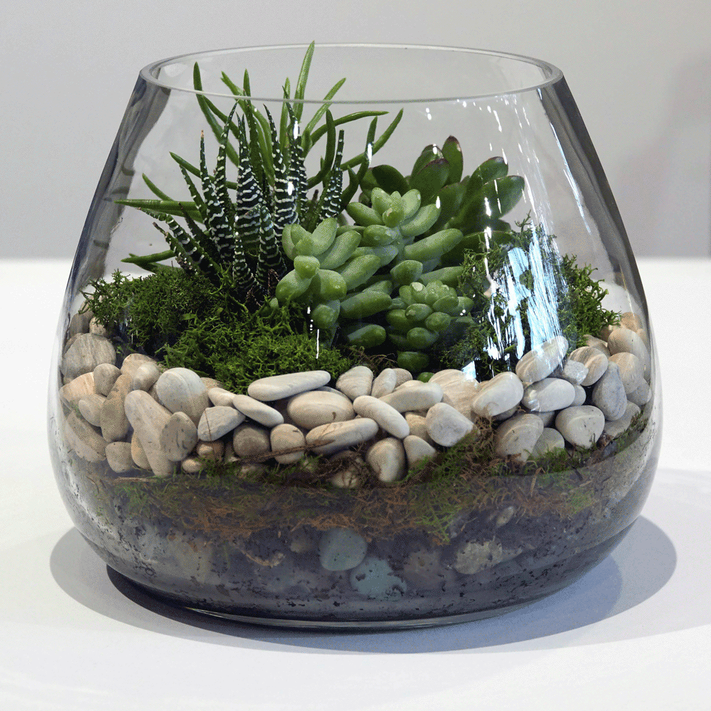 Terrarium